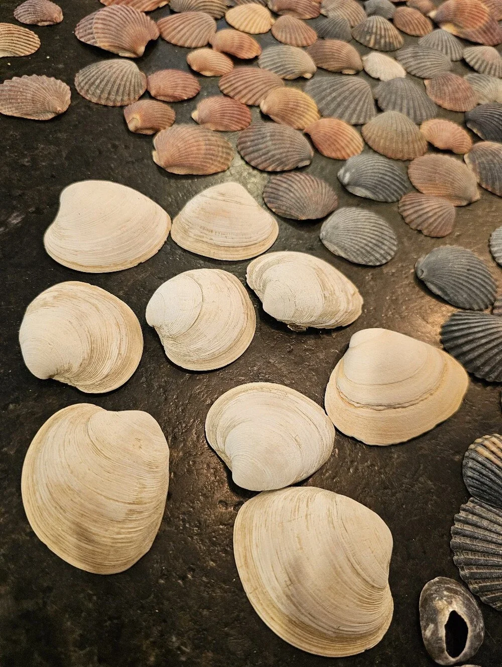 229 Seashells Natural Pink, Gray, Cream for Crafting, Stained Glass, Jewelry